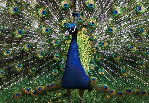 3D postcard peacock (25)