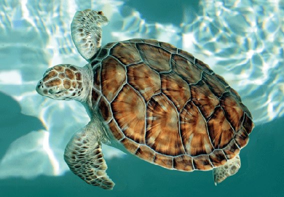 3D Postkarte Meeresschildkröte (25)