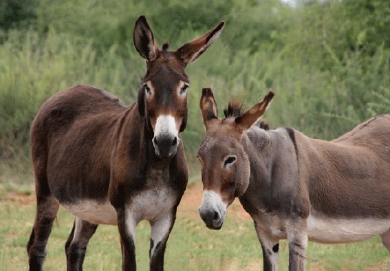 3D Postkarte Esel (25)