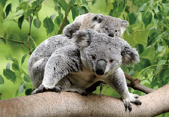 3D postcard koalas (25)