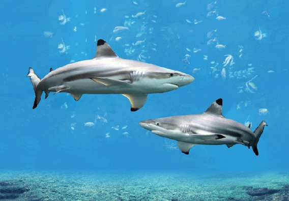 3D postcard sharks (25)