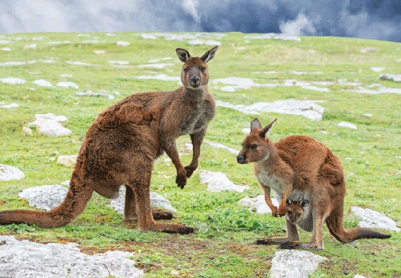 3D postcard kangaroos (25)