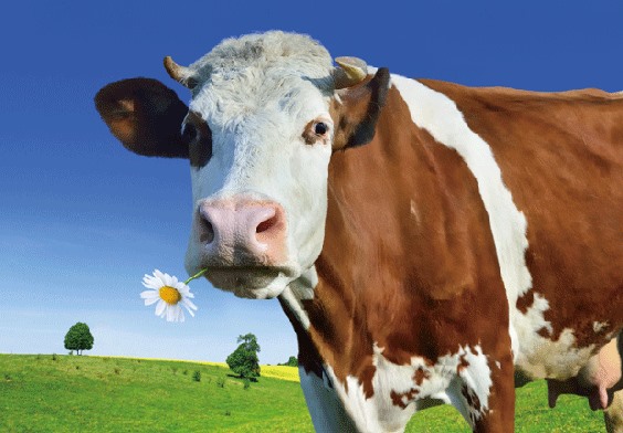 3D postcard cow (25)