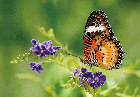 3D postcard leopard lacewing butterfly