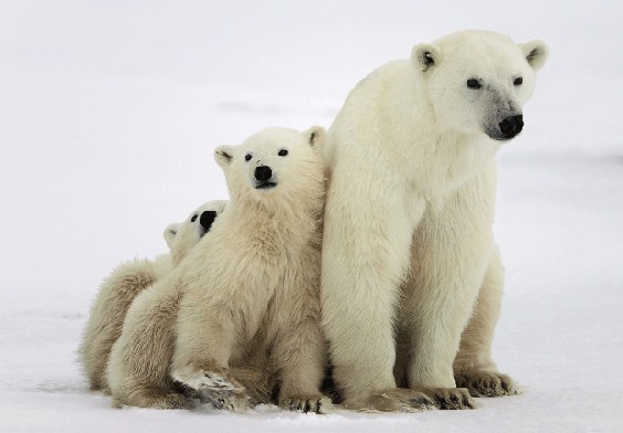 3D postcard polar bear family (25)