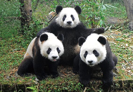 3D postcard panda family (25)