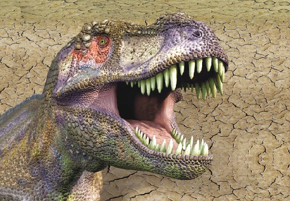 3D postcard T. rex head (25)