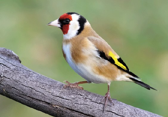 3D postcard goldfinch (25)