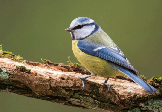 3D postcard bluetit (25)