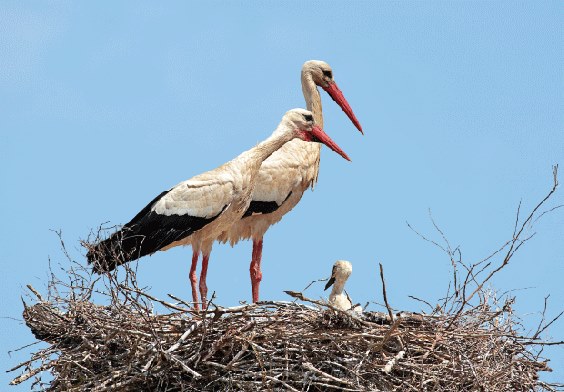 3D postcard storks (25)