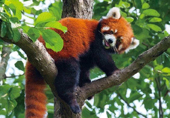 3D postcard red panda (25)