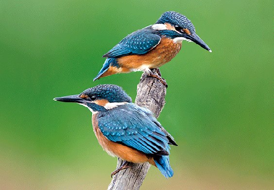 3D postcard kingfishers (25)