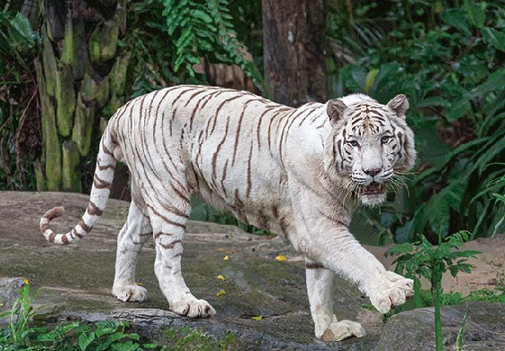 3D postcard white tiger (25)