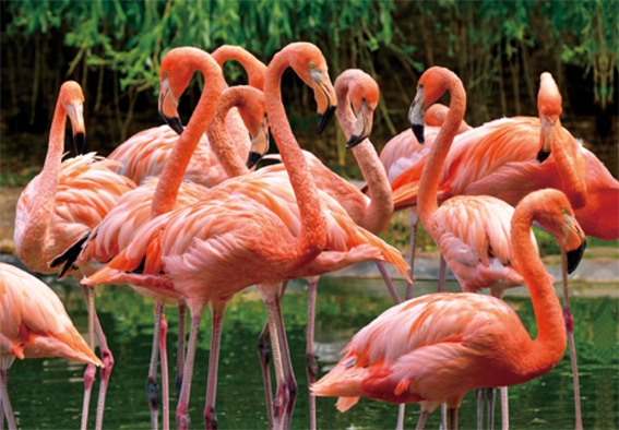 3D postcard flamingos (25)