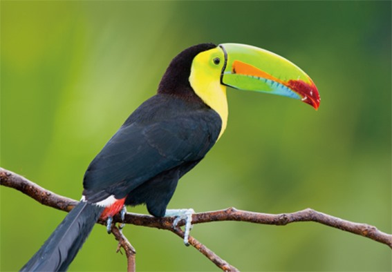 3D postcard toucan (25)