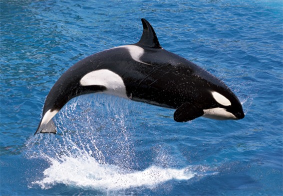 3D postcard orca (25)