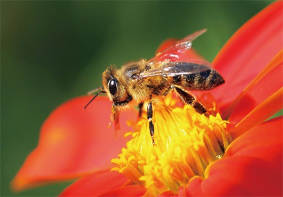 3D postcard bee (25)