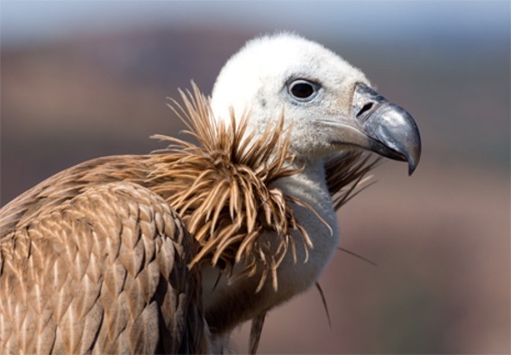 3D postcard vulture (25)