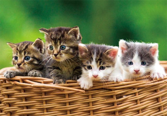 3D postcard kittens (25)