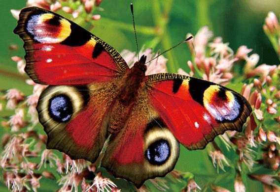 3D postcard peacock butterfly (25)