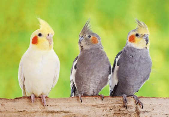 3D Postkarte Nymphensittiche (25)