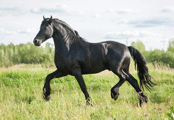 3D postcard black horse (25)