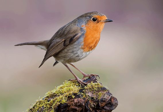 3D Postkarte Rotkehlchen (25)