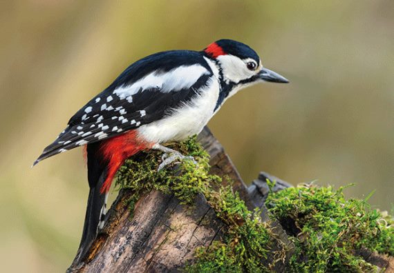 3D postcard woodpecker (25)