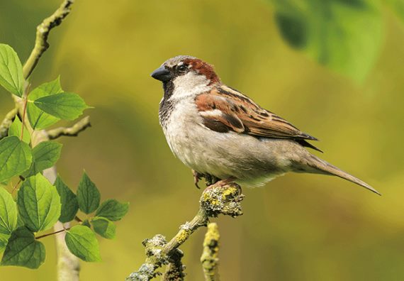 3D postcard sparrow (25)