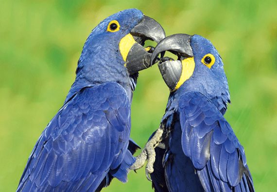 3D postcard hyacinth macaws (25)