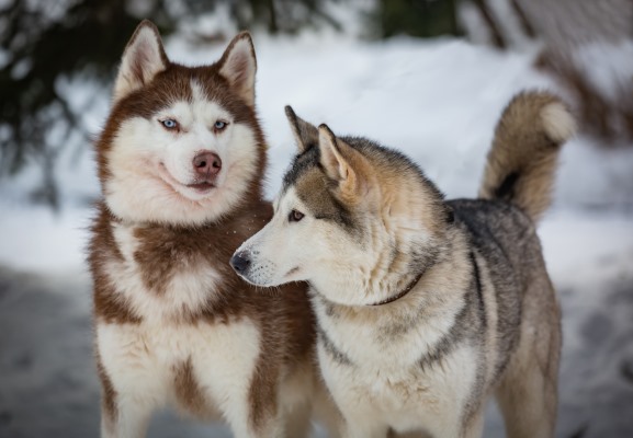 3D postcard huskies (25)