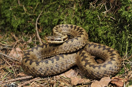 3D postcard European viper (25)