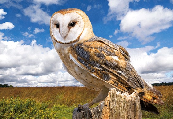 3D postcard barn owl (25)