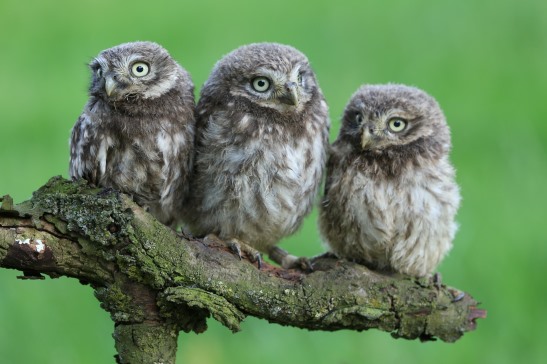 3D postcard little owls (25)