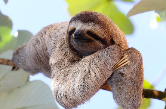 3D postcard sloth (25)