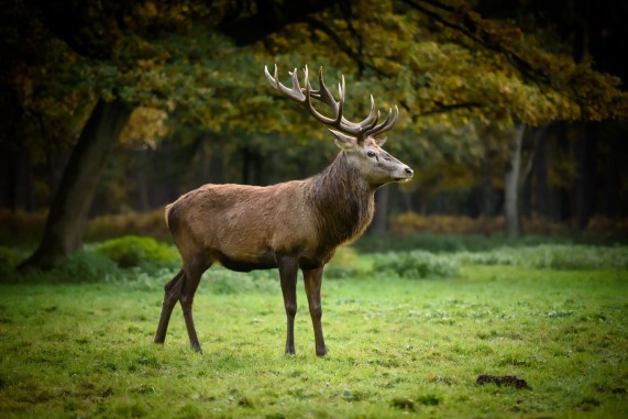 3D postcard stag (25)