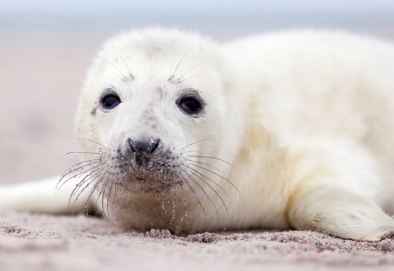 3D postcard seal pup (25)