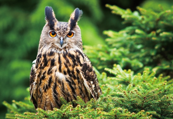 3D postcard eagle owl (25)