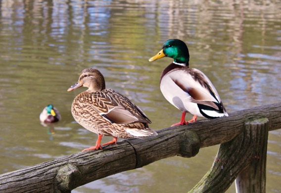 3D postcard pair of ducks (25)