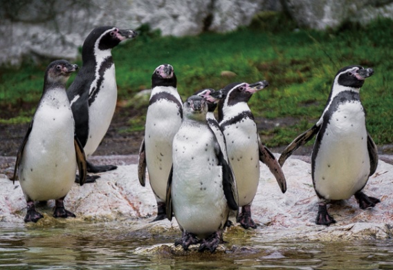 3D postcard Humboldt penguins (25)