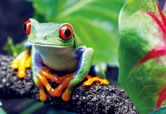 3D postcard frog (25)