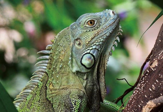 3D postcard iguana (25)