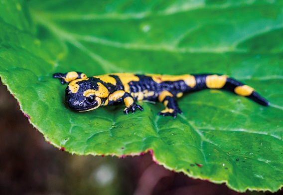 3D postcard fire salamander (25)