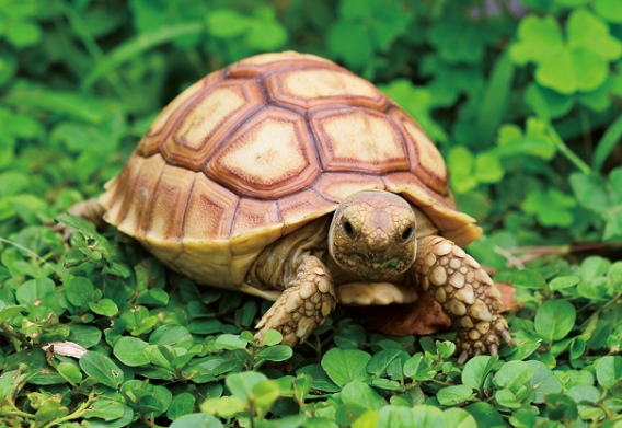 3D postcard tortoise (25)