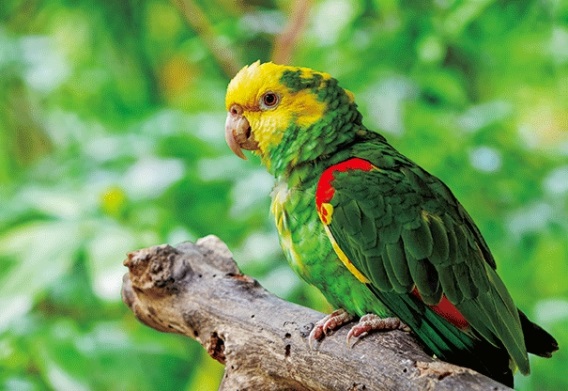 3D postcard amazon (25)