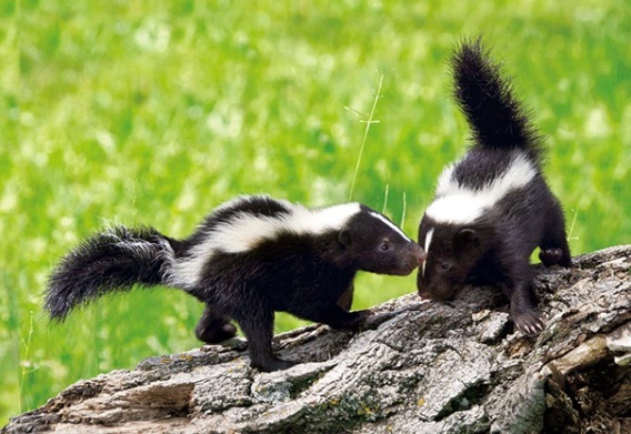 3D postcard skunks (25)