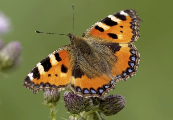 3D postcard small tortoiseshell (25)