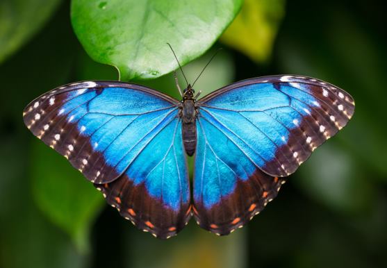 3D postcard common morpho (25)
