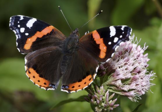 3D postcard red admiral (25)