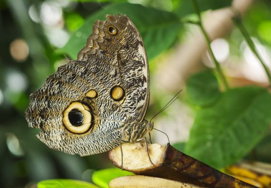 3D postcard owl butterfly (25)